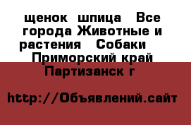 щенок  шпица - Все города Животные и растения » Собаки   . Приморский край,Партизанск г.